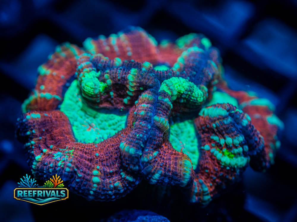 RVL Glassed Blood Trachy WYSIWYG coral image | ReefRivals RVL Glassed Blood Trachy coral image from ReefRivals, listed as Trachyphyllia sp. and LPS Fleshy