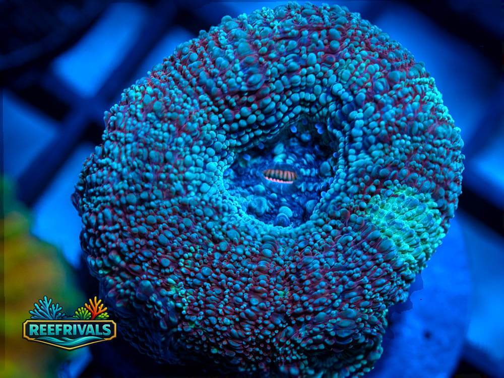 RVL Frostbite Bowerbanki WYSIWYG coral image | ReefRivals RVL Frostbite Bowerbanki coral image from ReefRivals, listed as Homophyllia bowerbanki and LPS Fleshy