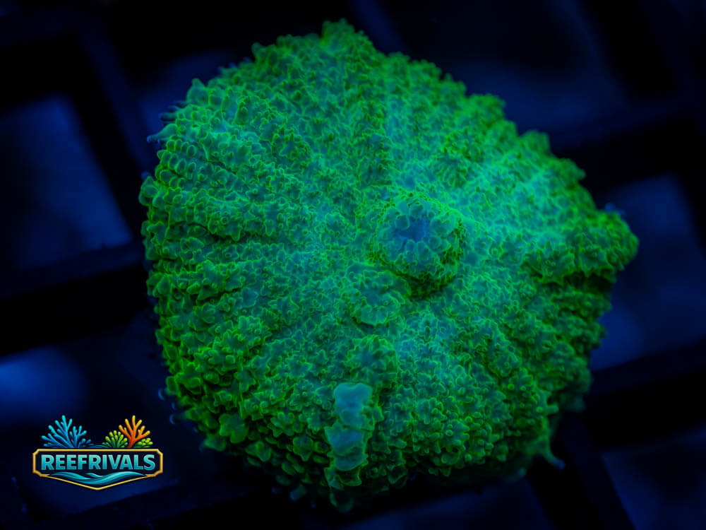 Green Rhodactis coral image from ReefRivals, listed as Rhodactis sp. and Mushrooms