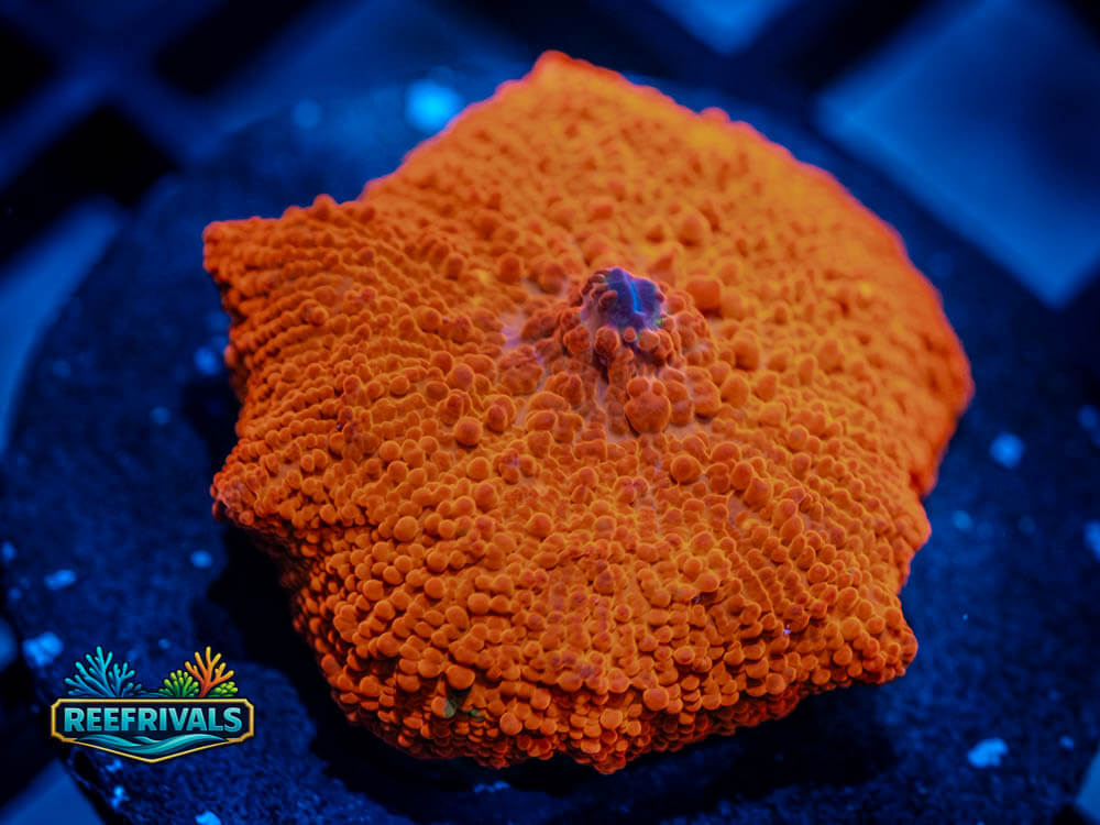 RVL Tangerine Disco coral image from ReefRivals, listed as Discoma sp. and Soft Coral