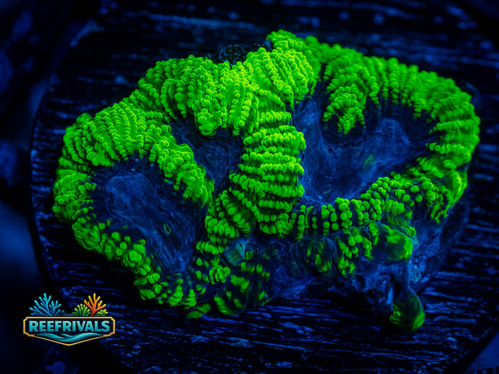 RVL Raptor's Peace Favia WYSIWYG coral image | ReefRivals RVL Raptor's Peace Favia coral image from ReefRivals, listed as Favia sp. and Favias