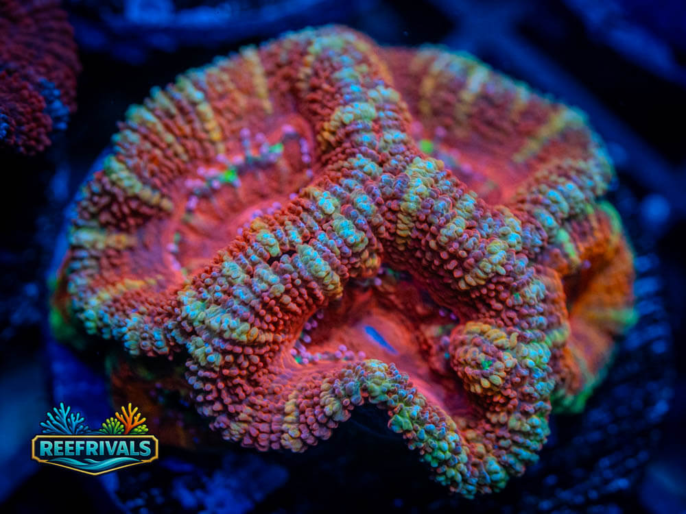 RVL Power Hour Acan WYSIWYG coral image | ReefRivals RVL Power Hour Acan coral image from ReefRivals, listed as Acanthastrea lordhowensis and Acans