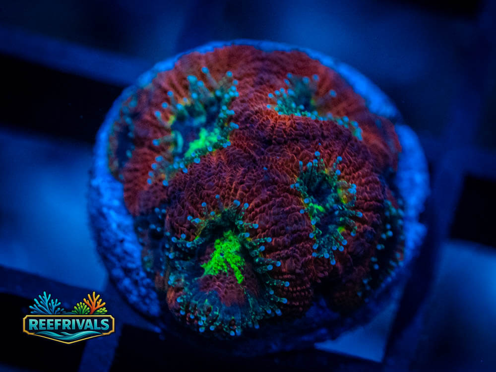 RVL Dr Pepper Micromussa WYSIWYG coral image | ReefRivals RVL Dr Pepper Micromussa coral image from ReefRivals, listed as Micromussa lordhowensis and Acans