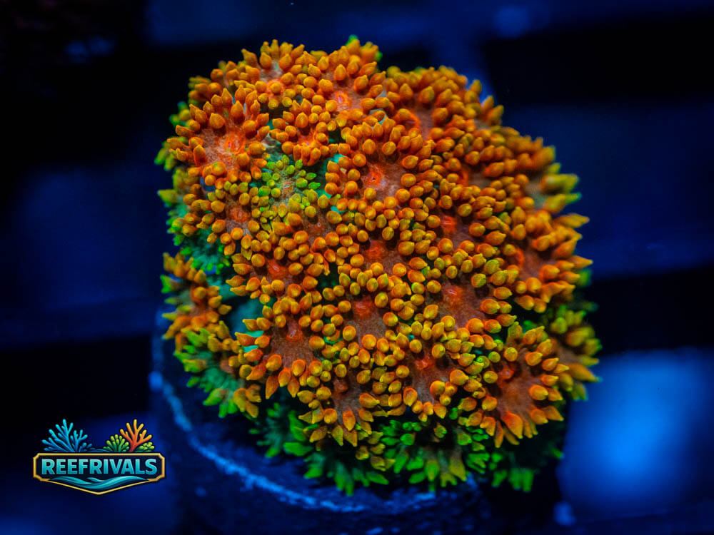 ECC Citrus Orange Goni WYSIWYG coral image | ReefRivals ECC Citrus Orange Goni coral image from ReefRivals, listed as Goniopora sp. and Gonis