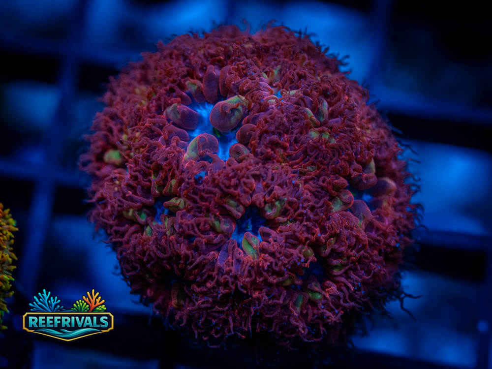 ECC Blue Raven Blasto coral image from ReefRivals, listed as Blastomussa merletti and LPS Fleshy