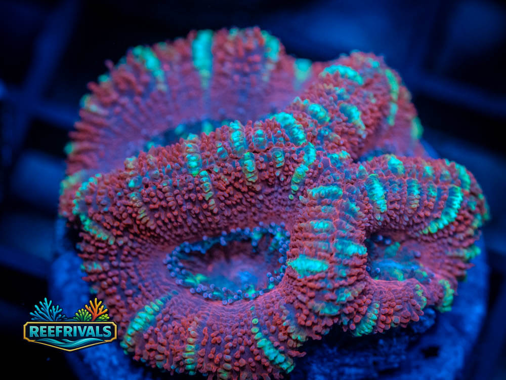RVL Cherry Limeade Acan WYSIWYG coral image | ReefRivals RVL Cherry Limeade Acan coral image from ReefRivals, listed as Acanthastrea lordhowensis and Acans