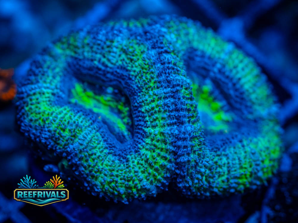 RVL Kryptonite Acan coral image from ReefRivals, listed as Acanthastrea lordhowensis and Acans