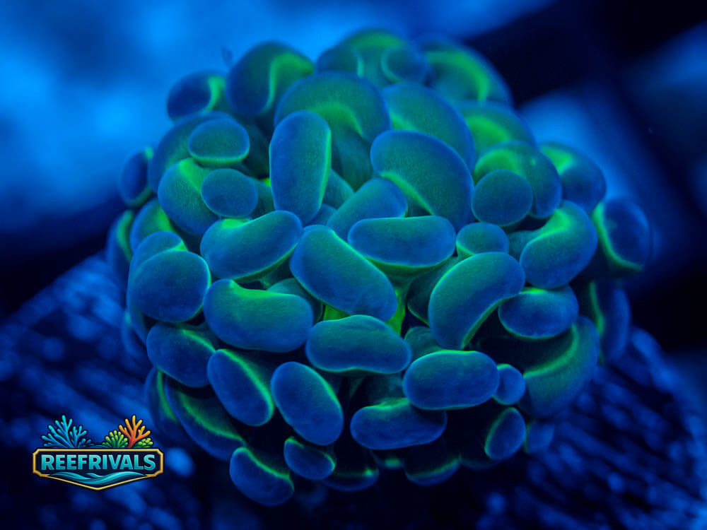 WWC Hologram Hammer WYSIWYG coral image | ReefRivals WWC Hologram Hammer coral image from ReefRivals, listed as Euphyllia ancora and Hammers