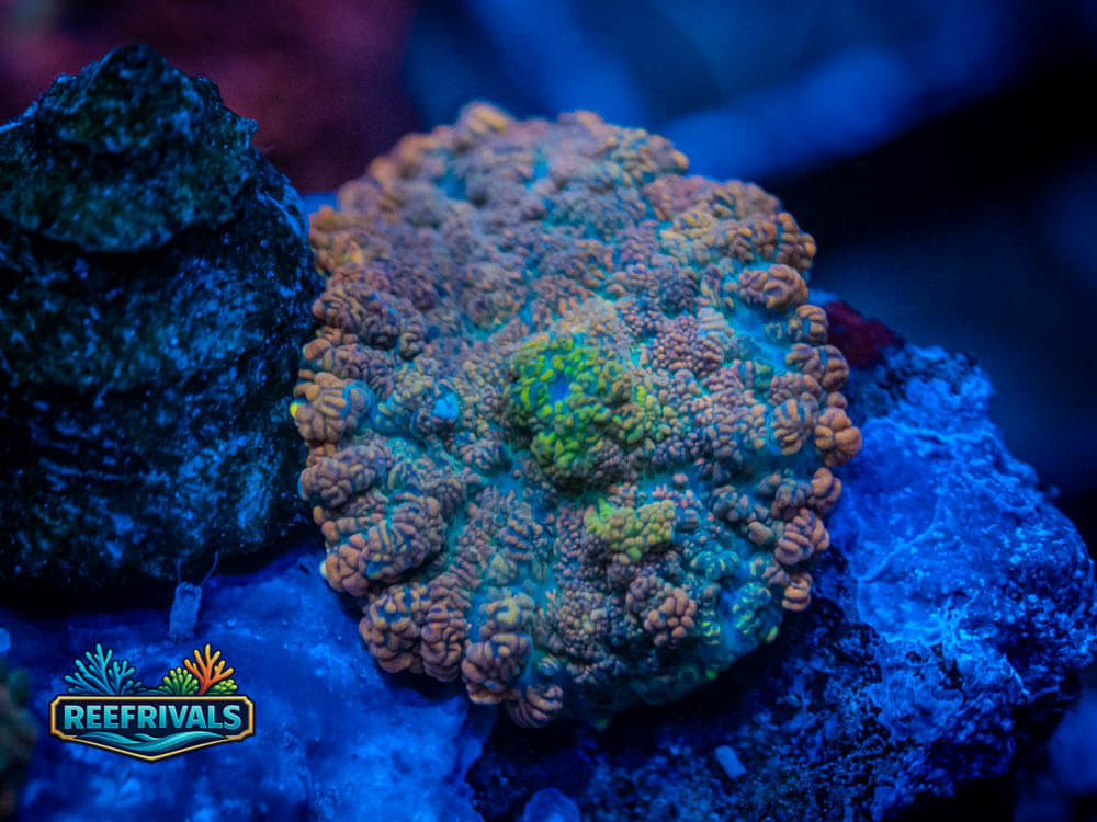 RVL Powerball Rhodactis coral image from ReefRivals, listed as Rhodactis Sp. and Mushrooms