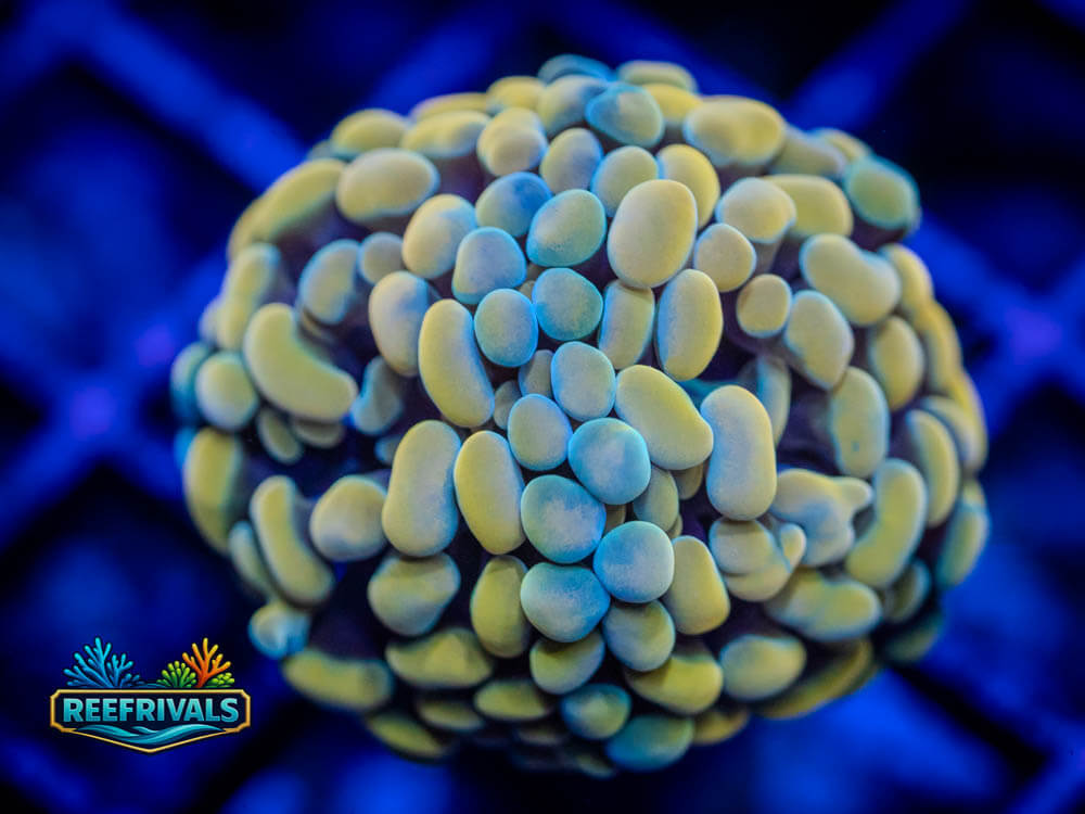 RVL Silk Road Hammer coral image from ReefRivals, listed as Euphyllia ancora and Hammers