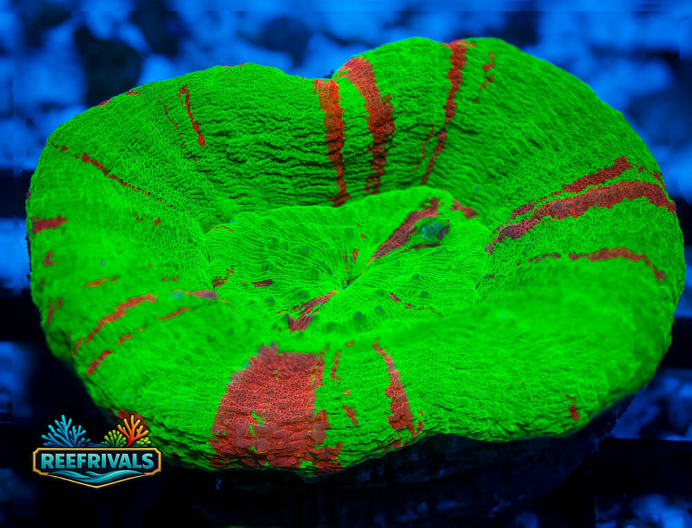 ECC Bleeding Apple Scoly coral image from ReefRivals, listed as Scolymia sp. and LPS Fleshy