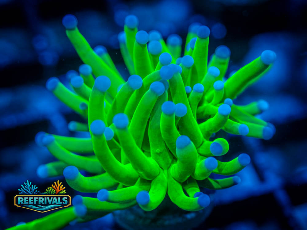 ECC Holy Grail Torch coral image from ReefRivals, listed as Euphyllia glabrescens and Torches