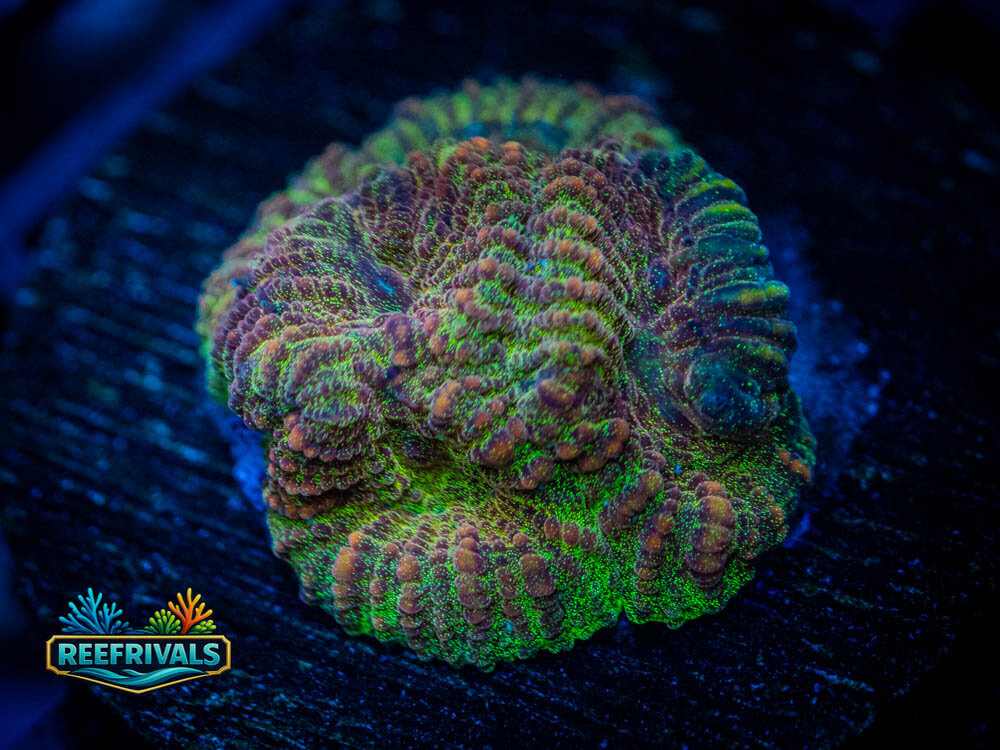 24K Rainbow Gold Favia WYSIWYG coral image | ReefRivals 24K Rainbow Gold Favia coral image from ReefRivals, listed as Favia sp. and Favias