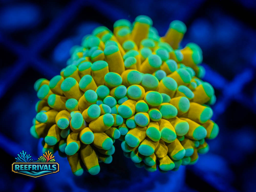 WWC Sun Goddess Torch WYSIWYG coral image | ReefRivals WWC Sun Goddess Torch coral image from ReefRivals, listed as Euphyllia glabrescens and Torches