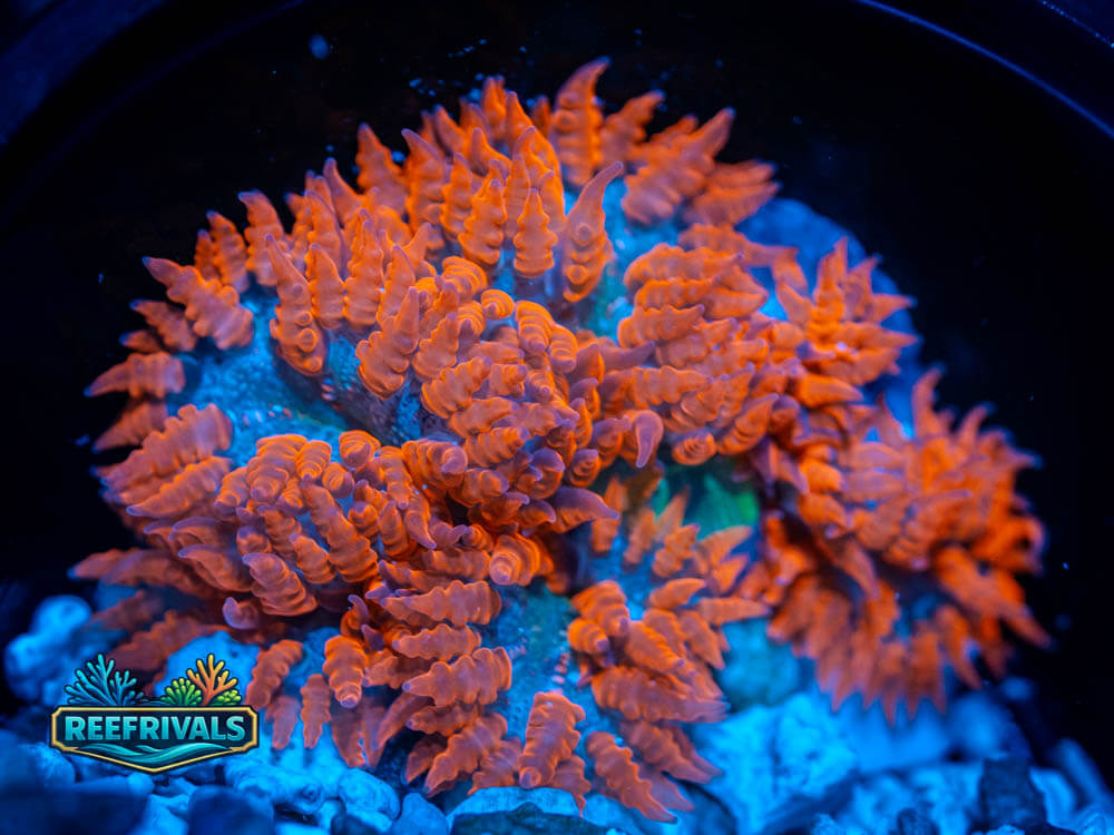 RVL Sunfire Nem WYSIWYG coral image | ReefRivals RVL Sunfire Nem coral image from ReefRivals, listed as Entacmaea quadricolor and Soft Coral