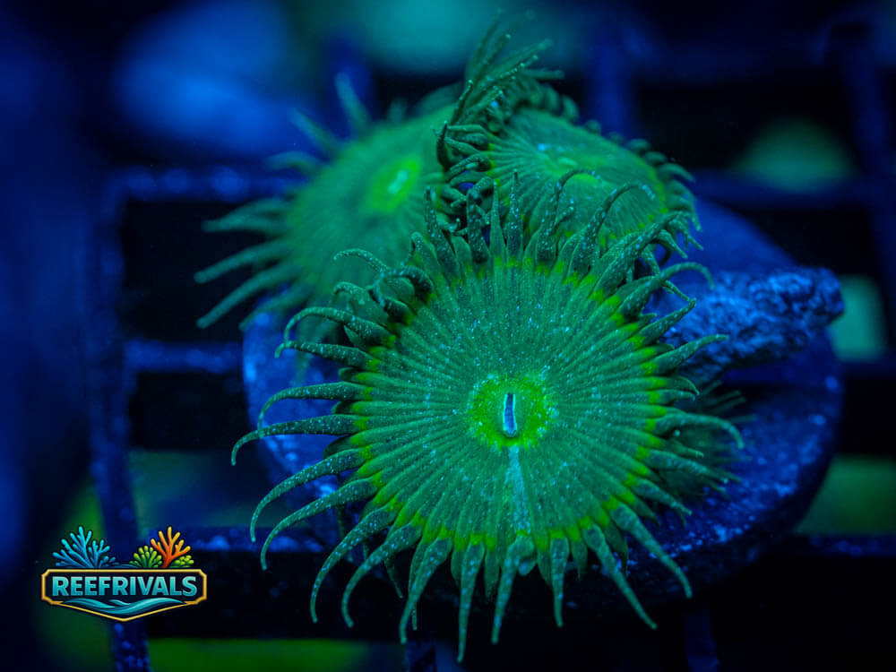 RVL Green Watcher Paly WYSIWYG coral image | ReefRivals RVL Green Watcher Paly coral image from ReefRivals, listed as Palythoa sp. and Zoas