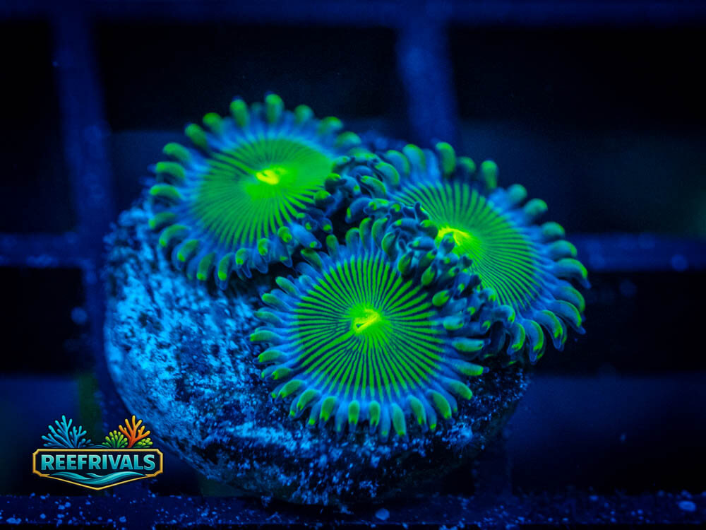 WWC Amazon Fury Zoa WYSIWYG coral image | ReefRivals WWC Amazon Fury Zoa coral image from ReefRivals, listed as Zoanthus sp. and Zoas