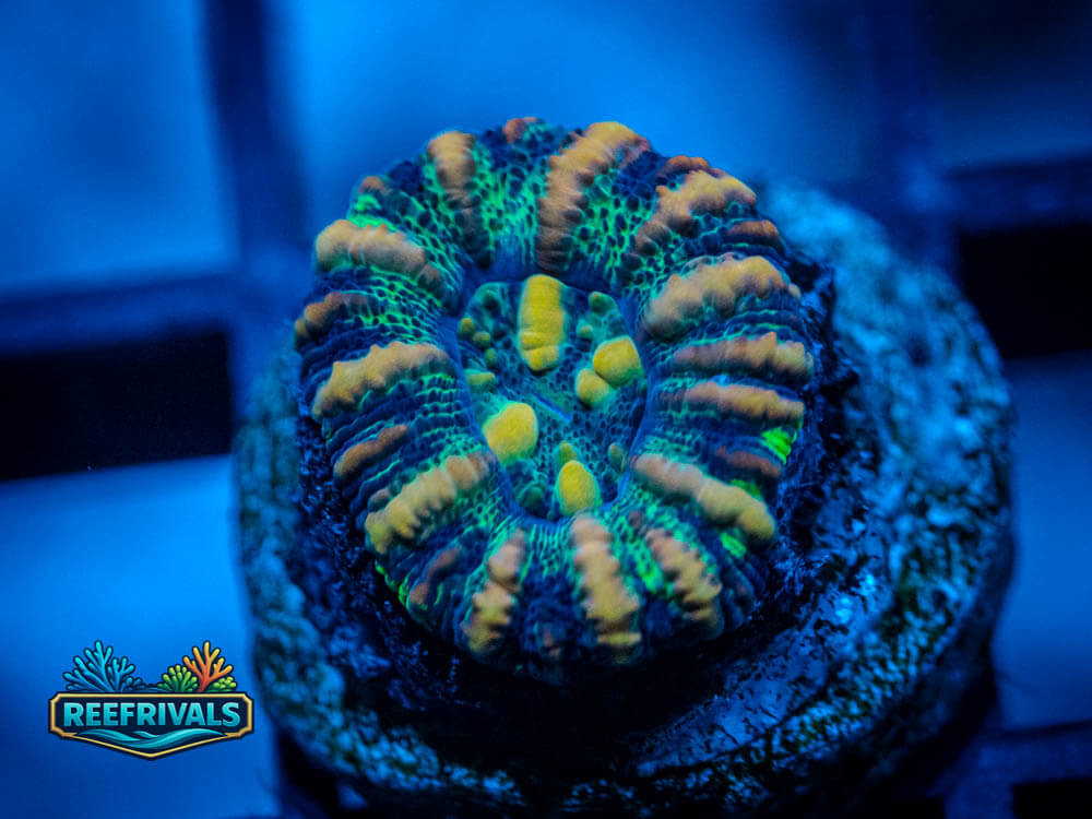 Rainbow Button Scoly coral image from ReefRivals, listed as Scolymia sp. and LPS Fleshy
