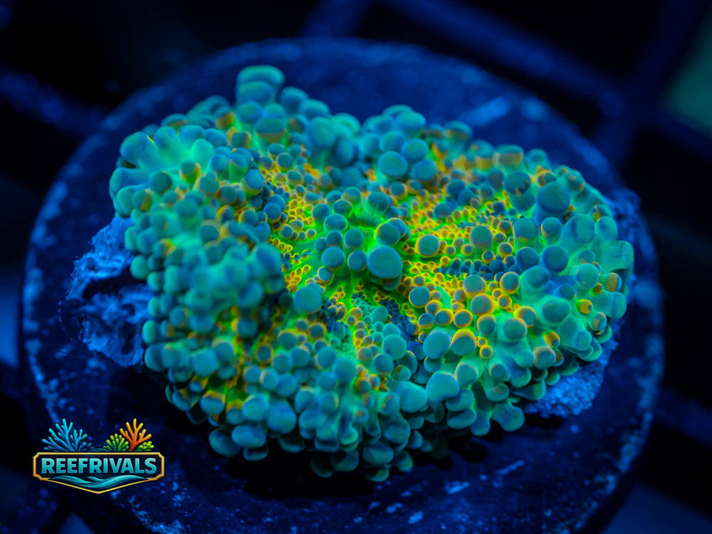 RVL Arc Reactor Yuma (🔥) coral image from ReefRivals, listed as Ricordea yuma and Mushrooms