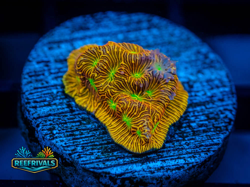 JF Jack-O-Lantern Lepto WYSIWYG coral image | ReefRivals JF Jack-O-Lantern Lepto coral image from ReefRivals, listed as Leptoseris sp. and Encrusting