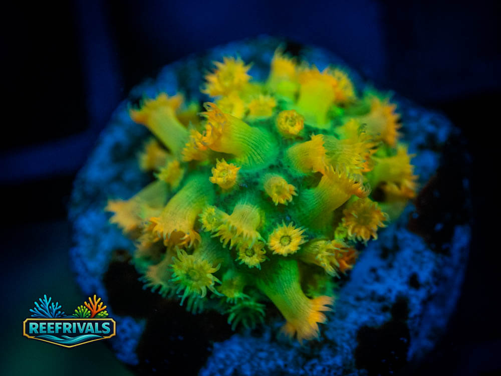 WWC OG Amazeballs Goni WYSIWYG coral image | ReefRivals WWC OG Amazeballs Goni coral image from ReefRivals, listed as Goniopora sp. and Gonis