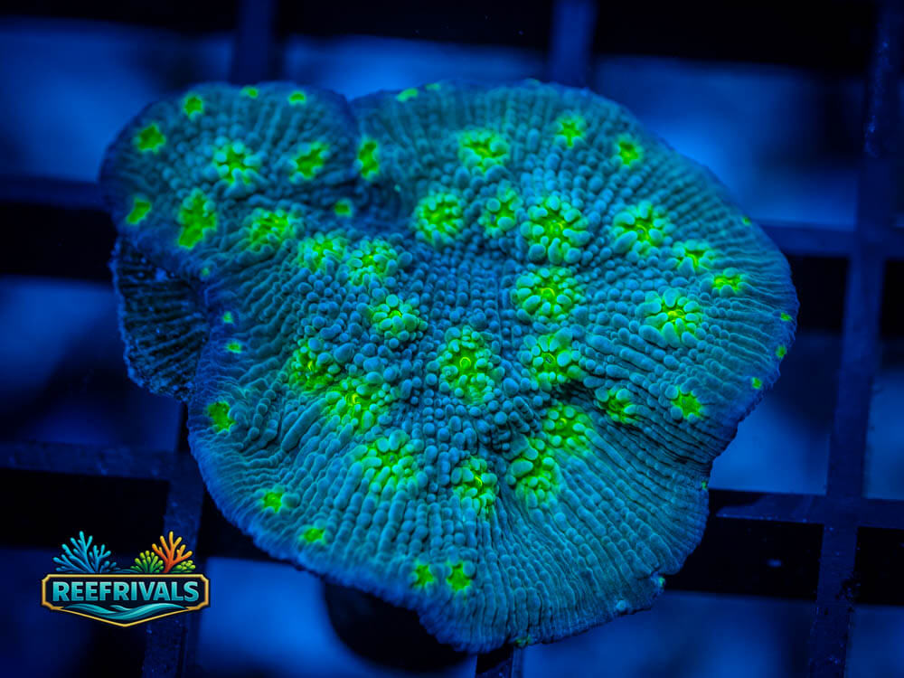 ECC Hollywood Stunner Chalice WYSIWYG coral image | ReefRivals ECC Hollywood Stunner Chalice coral image from ReefRivals, listed as Echinopora lamellosa and Chalices