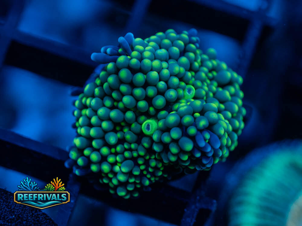 RVL Neon Florida Ricordia coral image from ReefRivals, listed as Ricordea florida and Mushrooms