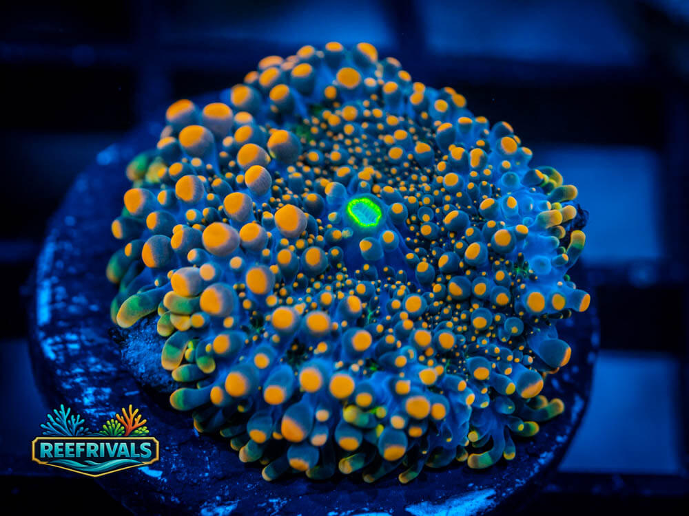 Godzilla Ricordea WYSIWYG coral image | ReefRivals Godzilla Ricordea coral image from ReefRivals, listed as Ricordea florida and Mushrooms