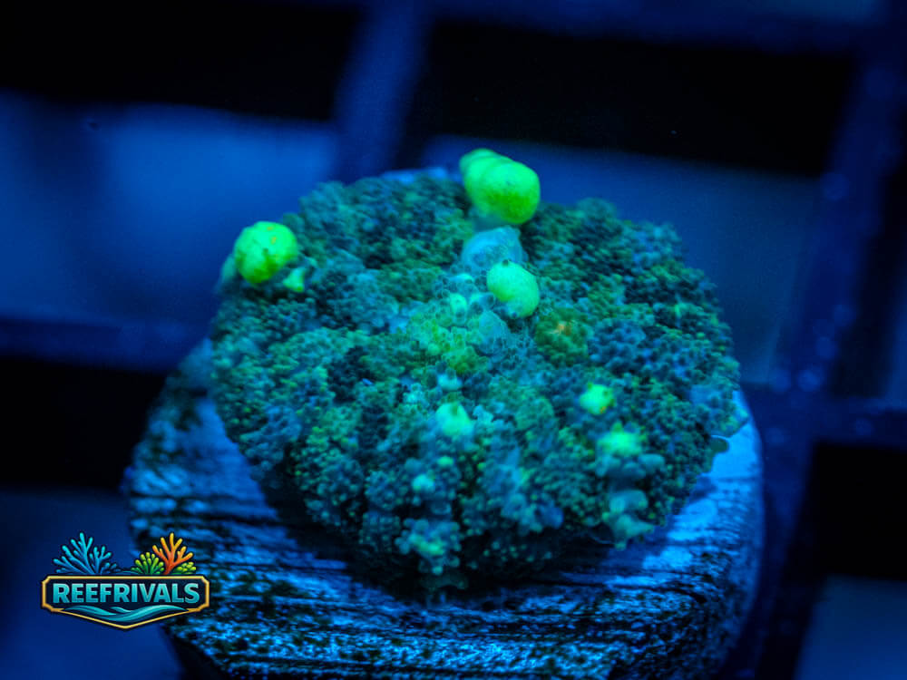 UC Shrek Bounce WYSIWYG coral image | ReefRivals UC Shrek Bounce coral image from ReefRivals, listed as Rhodactis sp. and Mushrooms
