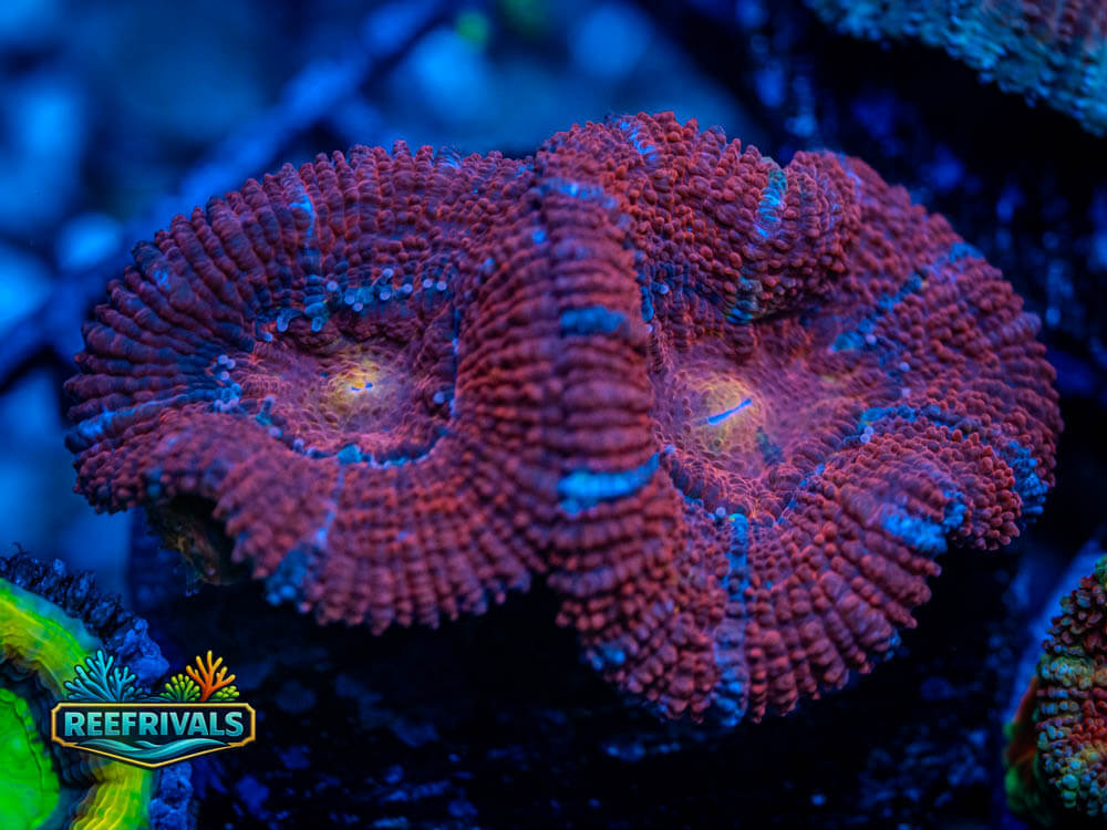 RVL Pinot Noir Acan WYSIWYG coral image | ReefRivals RVL Pinot Noir Acan coral image from ReefRivals, listed as Acanthastrea lordhowensis and Acans