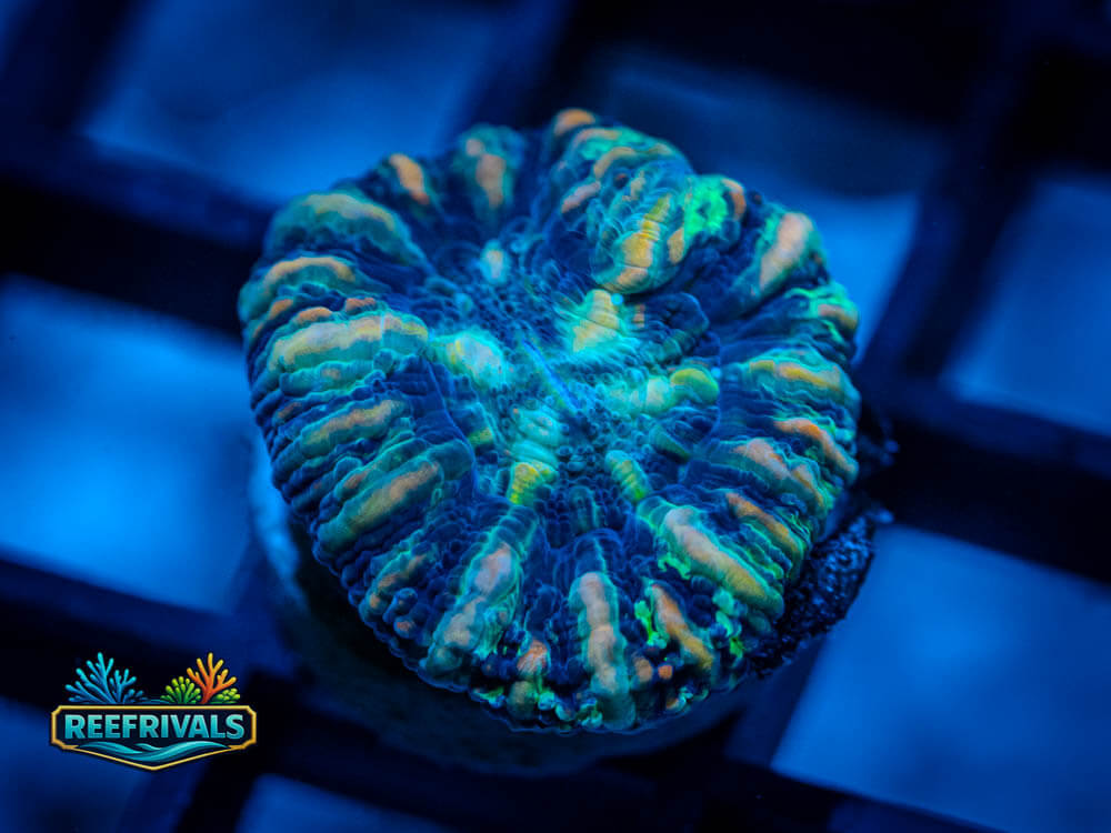 Rainbow Button Scoly coral image from ReefRivals, listed as Scolymia sp. and LPS Fleshy