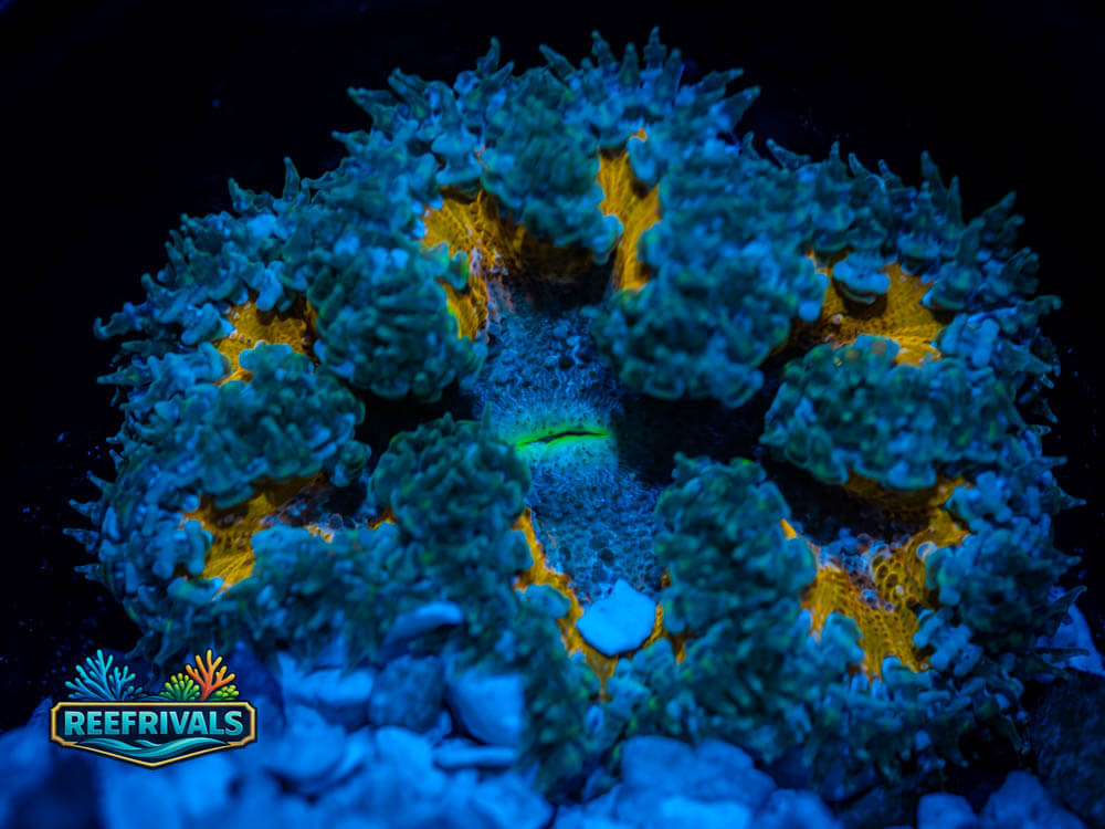 RVL Magma Nem coral image from ReefRivals, listed as Montipora sp. and Montis
