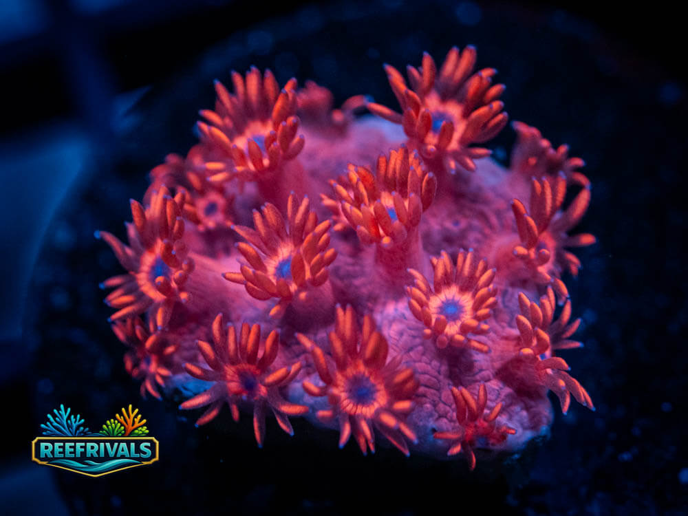 RVL Passion Fruit Goni WYSIWYG coral image | ReefRivals RVL Passion Fruit Goni coral image from ReefRivals, listed as Goniopora spp. and Gonis