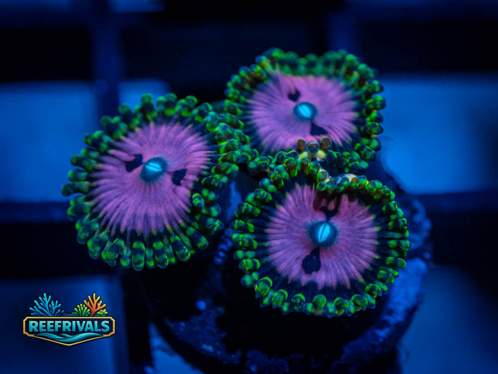 ECC Pink Diamonds Zoa coral image from ReefRivals, listed as Zoanthus sp. and Zoas