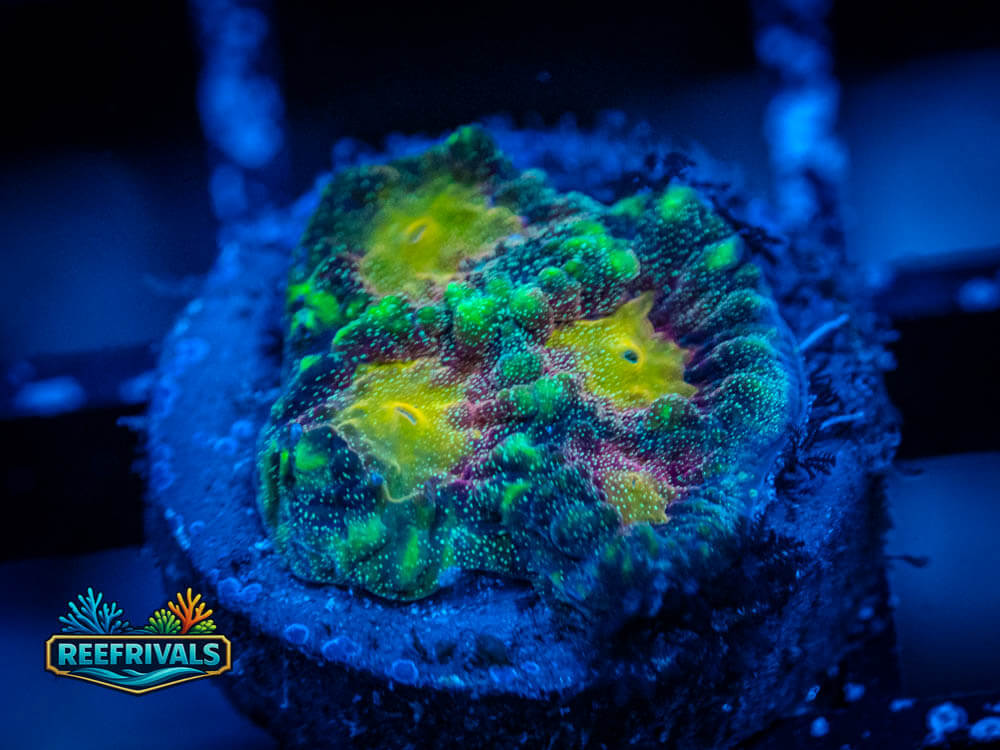 ECC Multi-Dimensional Favites coral image from ReefRivals, listed as Favites sp. and Favias