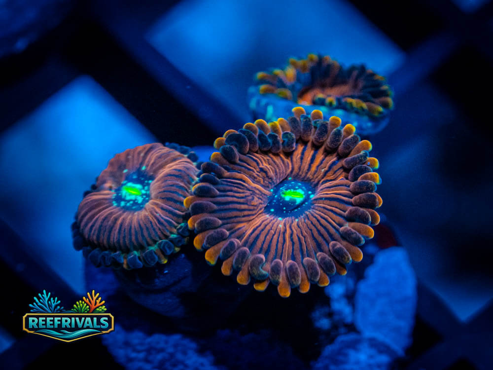 ECC Magician Zoa coral image from ReefRivals, listed as Zoanthus sp. and Zoas