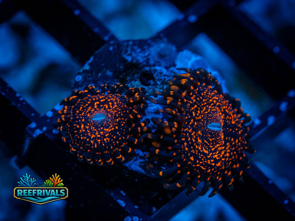 Nightmare 2.0 Zoa coral image from ReefRivals, listed as Zoanthus sp. and Zoas