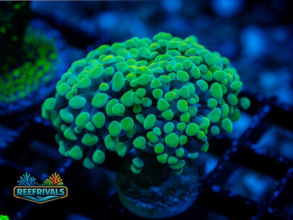 RVL Salsa Verde Frammer WYSIWYG coral image | ReefRivals RVL Salsa Verde Frammer coral image from ReefRivals, listed as Euphyllia ancora and Hammers