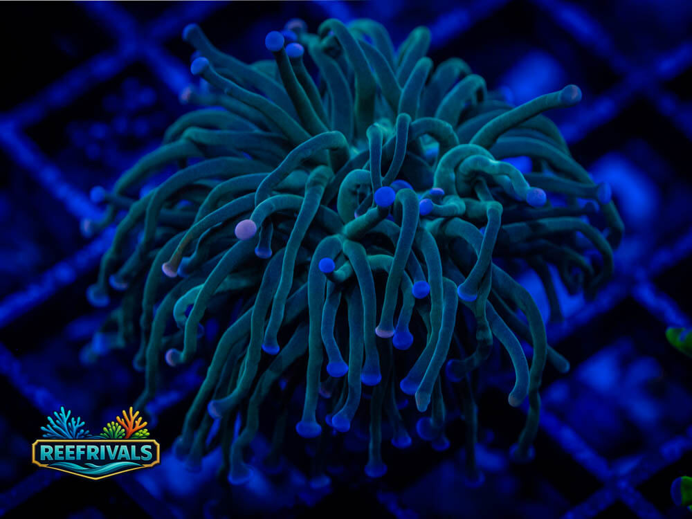 RVL Pink and Blue Torch WYSIWYG coral image | ReefRivals RVL Pink and Blue Torch coral image from ReefRivals, listed as Euphyllia glabrescens and Torches