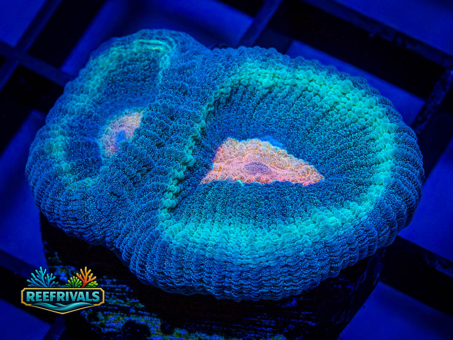 RVL Glitter Cakes Favia WYSIWYG coral image | ReefRivals RVL Glitter Cakes Favia coral image from ReefRivals, listed as Favia sp. and Favias