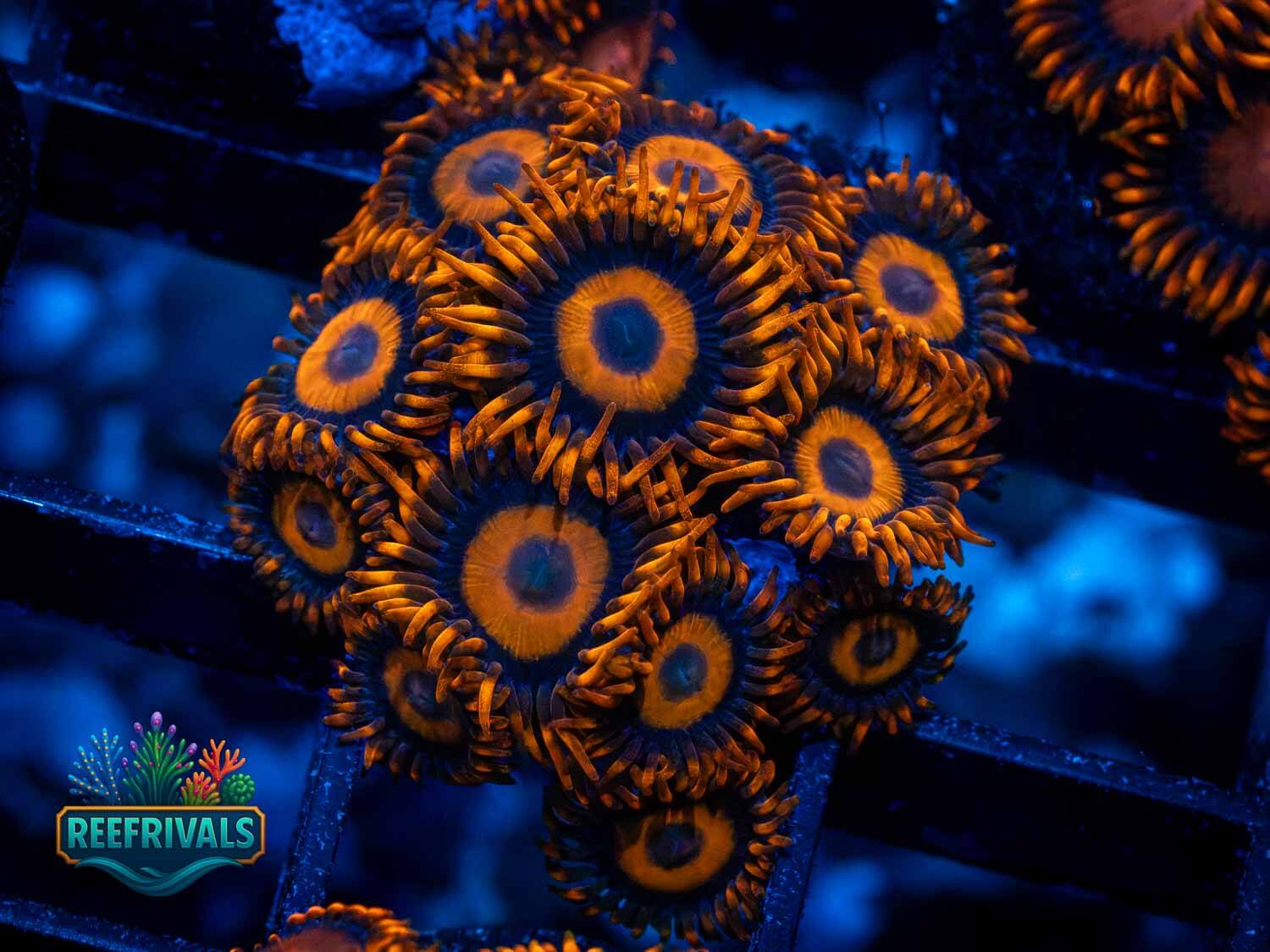 ECC Orange Oxide WYSIWYG coral image | ReefRivals ECC Orange Oxide coral image from ReefRivals, listed as Zoanthus sp. and Zoas
