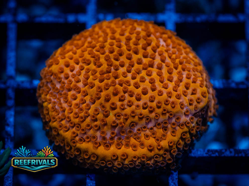 JF Marmalade Monti coral image from ReefRivals, listed as Montipora sp. and Montis