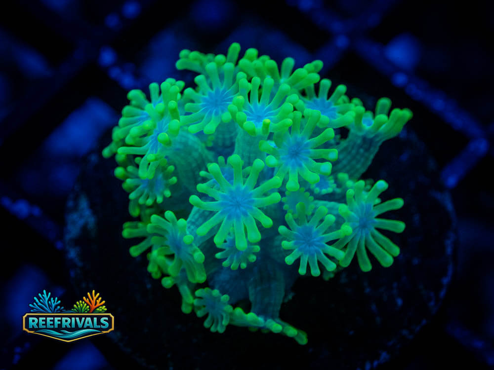 RVL Electric Bloom Alveo WYSIWYG coral image | ReefRivals RVL Electric Bloom Alveo coral image from ReefRivals, listed as Alveopora sp. and LPS Branching