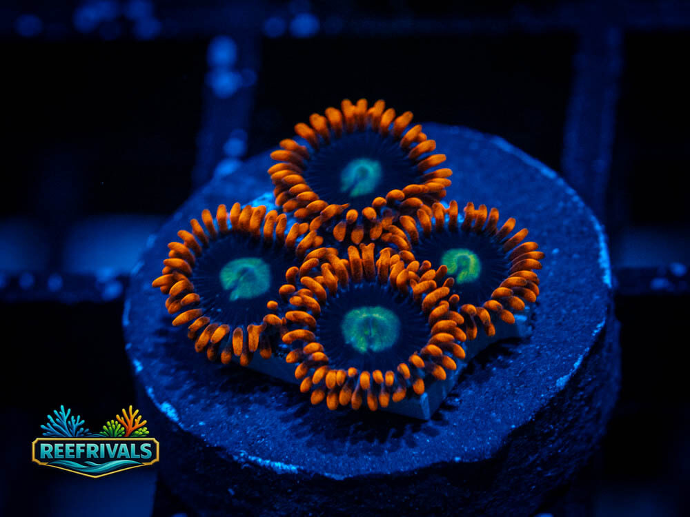 WWC Flaming Suns Zoa WYSIWYG coral image | ReefRivals WWC Flaming Suns Zoa coral image from ReefRivals, listed as Zoanthus sp. and Zoas