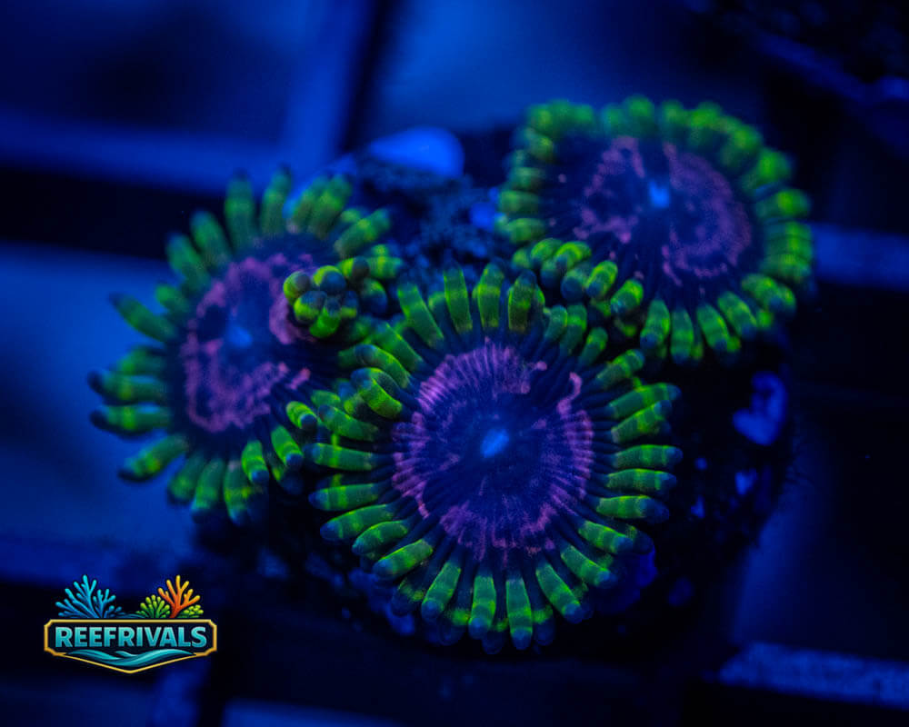 ECC Purple Monster Zoa WYSIWYG coral image | ReefRivals ECC Purple Monster Zoa coral image from ReefRivals, listed as Zoanthus sp. and Zoas