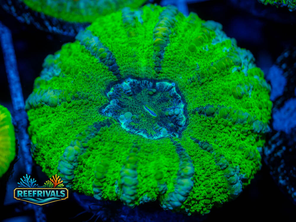 RVL Lemon Lime Scoly WYSIWYG coral image | ReefRivals RVL Lemon Lime Scoly coral image from ReefRivals, listed as Scolymia sp. and LPS Fleshy