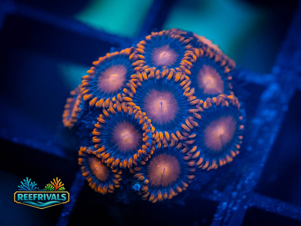 ECC Bam Bam Zoa coral image from ReefRivals, listed as Zoanthus sp. and Zoas