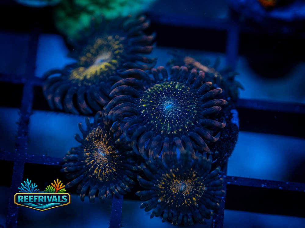 ECC Pandora Zoa coral image from ReefRivals, listed as Zoanthus sp. and Zoas
