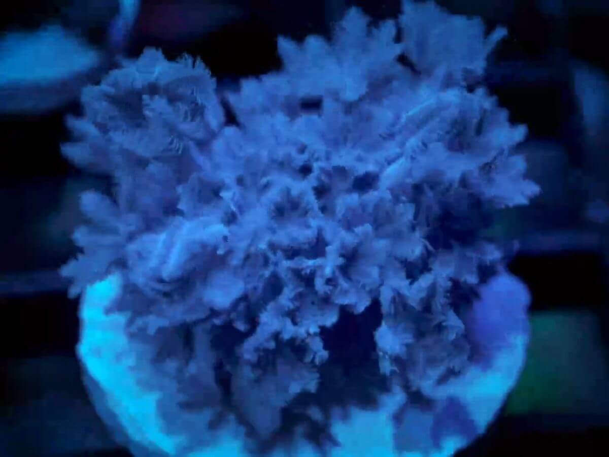 ECC Pulsing Xenia WYSIWYG coral image | ReefRivals ECC Pulsing Xenia coral image from ReefRivals, listed as Xenia Elongata and Soft Coral