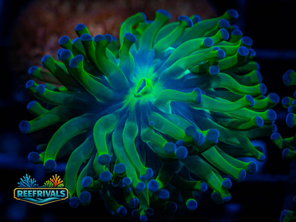 RVL Dreamcatcher Frammer coral image from ReefRivals, listed as Euphyllia sp. and LPS Branching